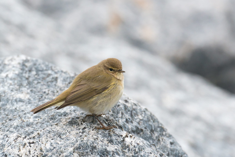 animal themes, migratory bird, photography, focus, perching, animal wildlife, 1080P, day, small, possierlich, chiffchaff, phylloscopus collybita, animal