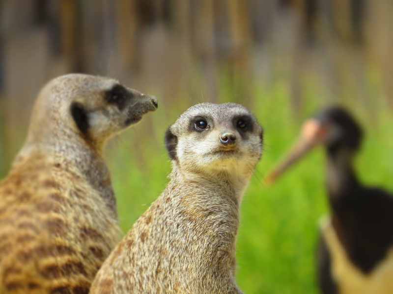 animals In The Wild, grass, land, wild, lookout, animal wildlife, mammal, 4K, eyes, young, adorable, close-up, day, blur, meerkat, people, cute, africa