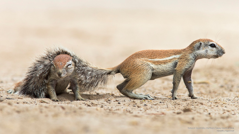 Animals, squirrels, africa, cape, northern, 2K, south, ground