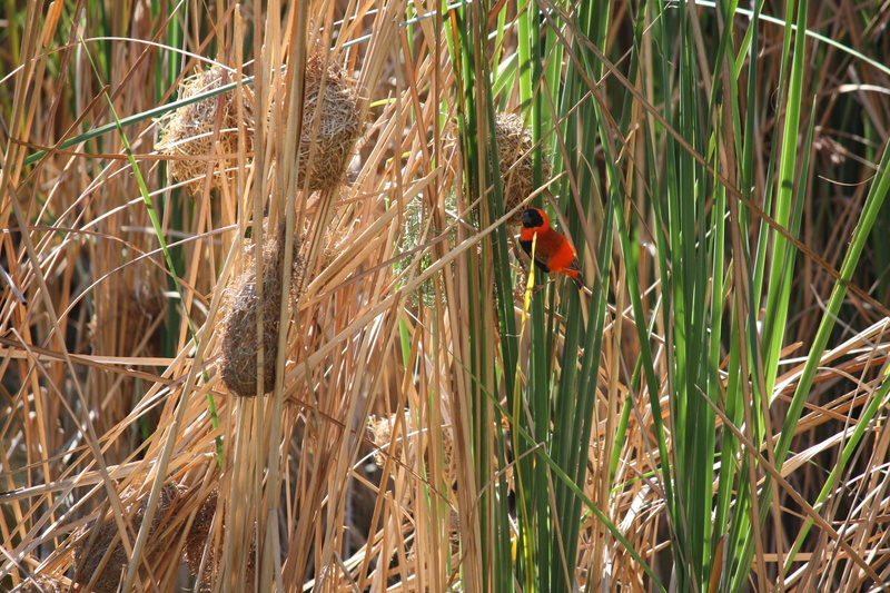 red, growth, animal wildlife, day, no people, beauty in nature, bird, south africa, perching, animal, animals in the wild, 2K, northern cape, nature, vertebrate