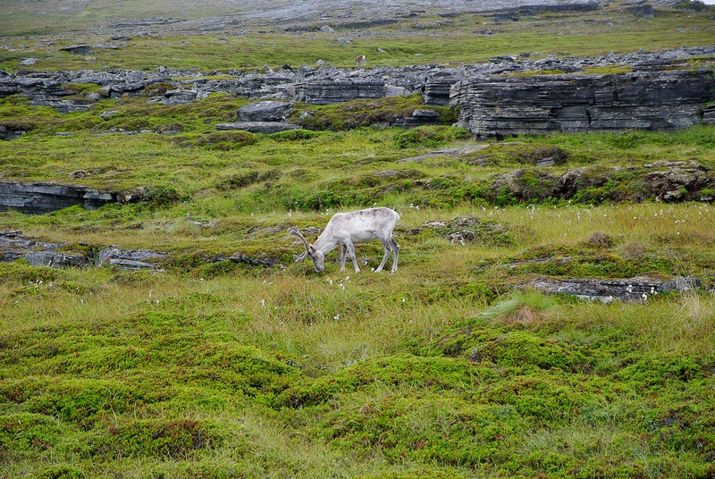 animal themes, plant, field, grass, animal, pets, nature, mammal, green color, day, deer, 2K, domestic, land, livestock, no people, environment, northern cape