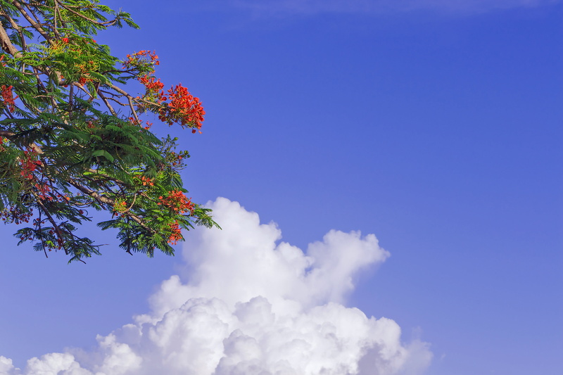 sunlight, clouds, flamboyán, malinche, nature, low angle view, idyllic, copy space, backgrounds, acacia, no people, outdoors, beauty in nature, plant, tranquility