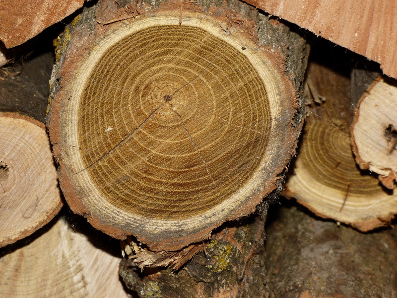deforestation, tree, wood - material, log, tree trunk, drying, full frame, nature, wood grain, lumber industry, firewood, tree ring, backgrounds, acacia