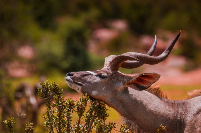 vertebrate, male animal, acacia, profile view, antler, animal wildlife, outdoors, animal head, 2K, wild, one animal, savanna, brown, focus on foreground