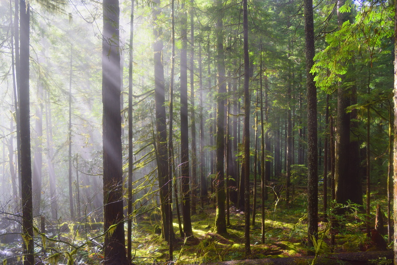 forest, bamboo - plant, light, beauty in nature, nature, tree, tranquility, day, opal creek, trees, united states, growth, plant, tree trunk, woods, tranquil scene