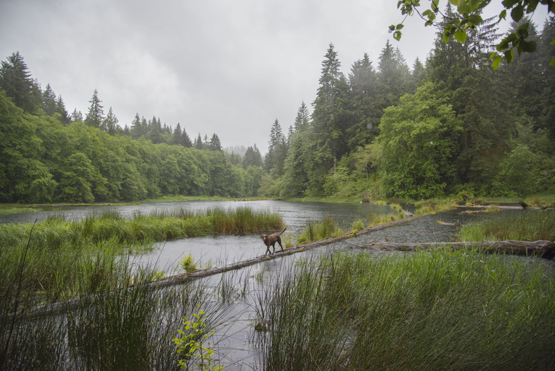 log, spring, nature, sky, cloudy, day, nikon, forest, green color, real people, growth, dog, grass, water, plant, non-urban scene, tranquil scene, trees