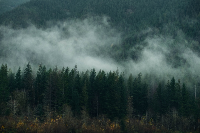 cloud - sky, trees, land, clouds, beauty in nature, pine woodland, outdoors, scenics - nature, growth, no people, tranquil scene, tranquility, adventure
