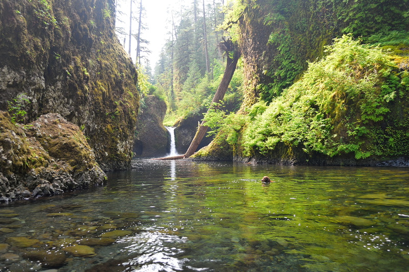 green, flowing, falls, river, beauty in nature, land, nature, united states, punch bowl falls, flowing water, swimming, growth, rocks, trail, stream - flowing water