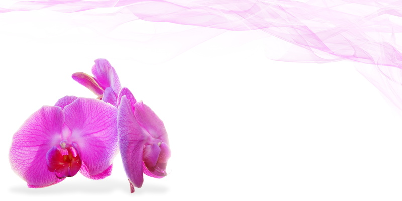 blossom, copy space, relaxation, coupon, map, studio shot, massage, flower head, orchid, plant, vulnerability, flower, pink Color, beauty in nature