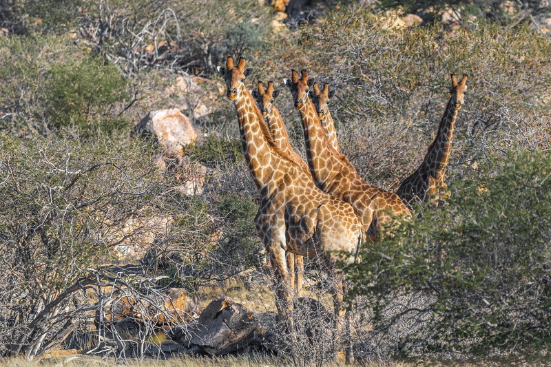 vertebrate, namib desert, namibia, africa, landscape, forest, 2K, day, herbivorous, stains, arid climate, field, wild animal, plant, herbivores, no people