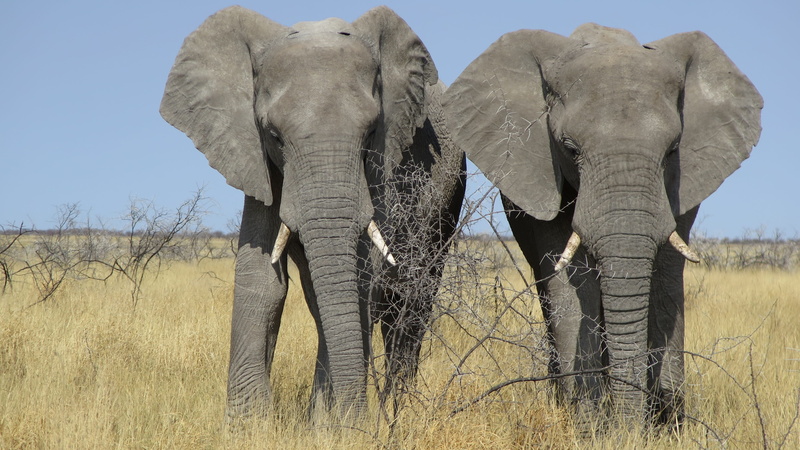 animal body part, sunlight, african elephant, animal wildlife, land, elephant, plant, herbivorous, animal family, vertebrate, sky, animal, proboscis, 4K