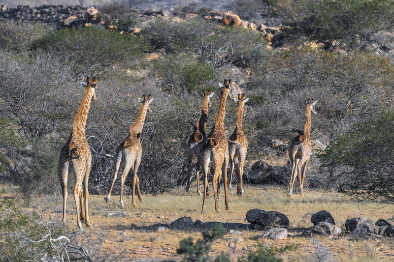 namibia, karg, wild, climate, animal, animal wildlife, animal themes, mammal, nature, no people, giraffes, animals in the wild, herbivorous, travel destinations