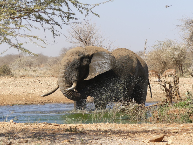 heiss, outdoors, national park, elephant, water, herbivorous, animal trunk, animal, vertebrate, one animal, african elephant, 4K, tusk, water hole, animal wildlife