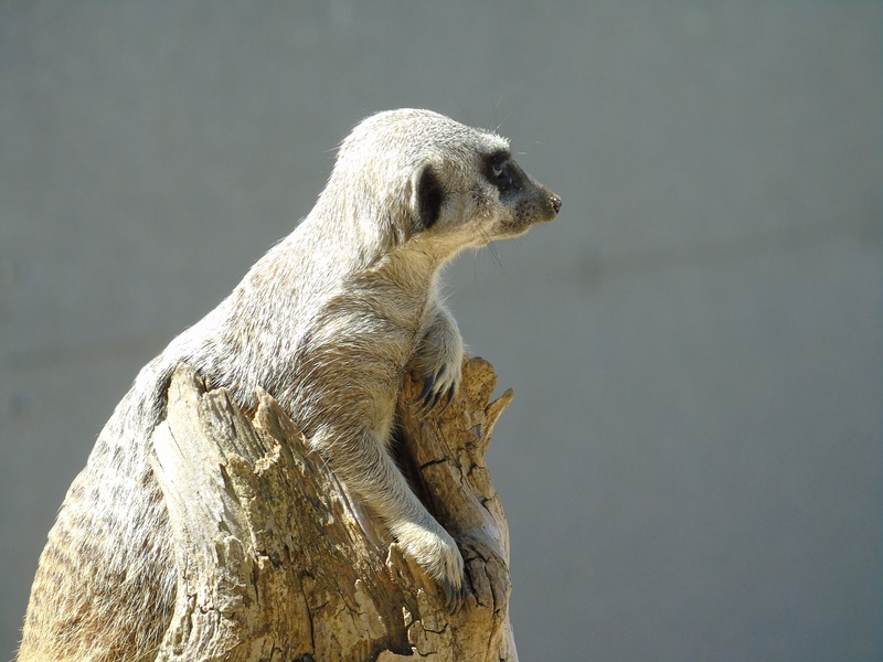 sitting, looking away, side view, snout, profile view, meercat, no people, meerkat, desert, zoo, gray background, wild, cute, animal wildlife, focus on foreground