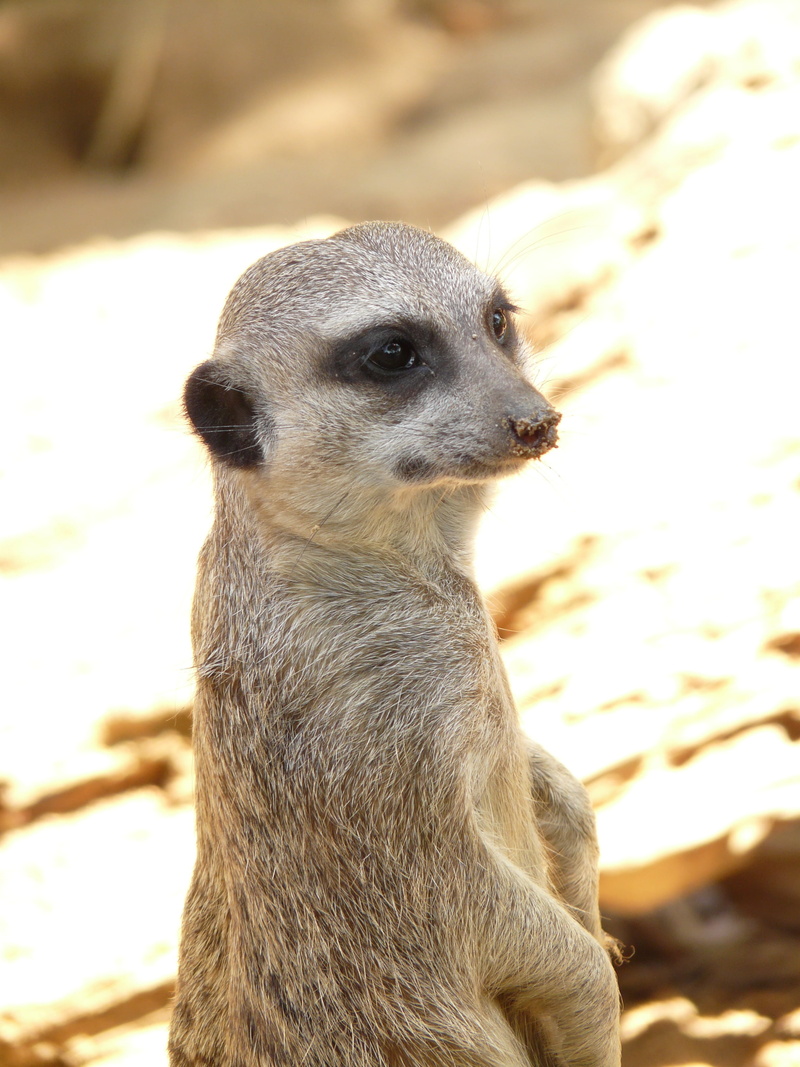 zwergmanguste, land, active, africa, animal wildlife, cute, outdoors, lively, vertebrate, focus on foreground, nature, watch, day, no people, mongoose
