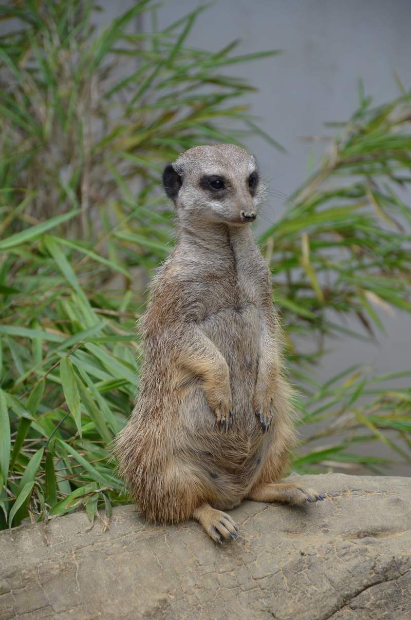 looking away, wildlife, grass, animal, nature, 4K, standing, meerkat, full length, making males, mammal, looking, vertebrate, plant, one animal, focus on foreground
