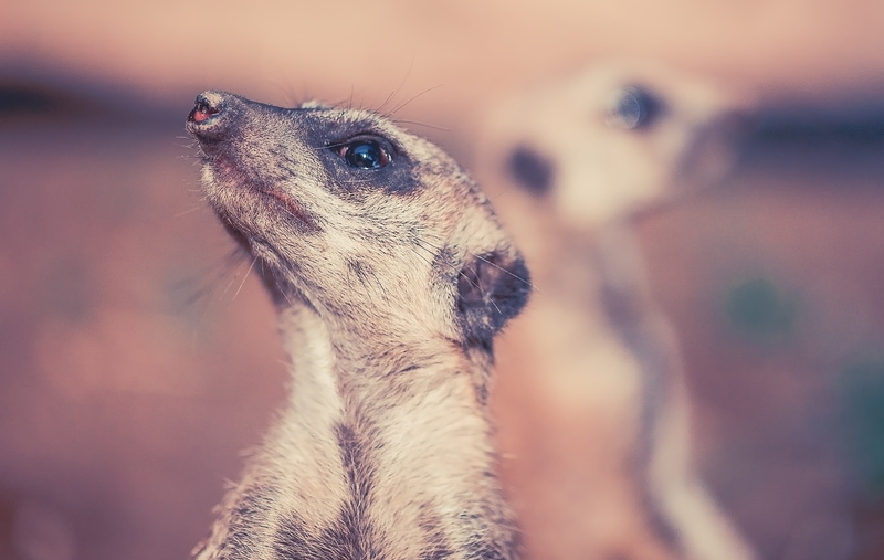 looking, no people, photo, brown, animal head, see, curiosity, meerkat, focus, white, alertness, africa, portrait, one animal, guard, animal themes, vertebrate