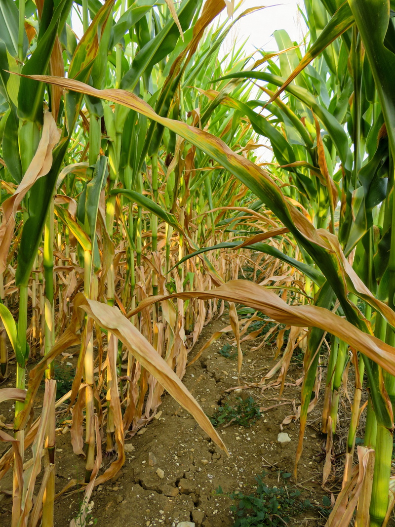 nature, no people, summer, corn, plant part, leaf, green color, outdoors, focus on foreground, growth, land, close-up, tree, 4K, agriculture, blade of grass