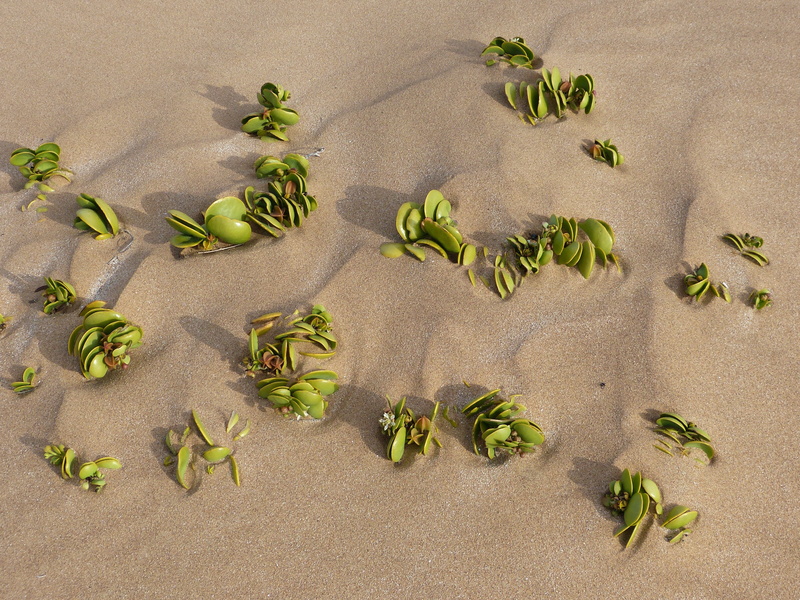 climate, hope, green color, desert, positive, heat, high angle view, drink, live, namib, food, food and drink, day, hot, leaf, directly above, still life