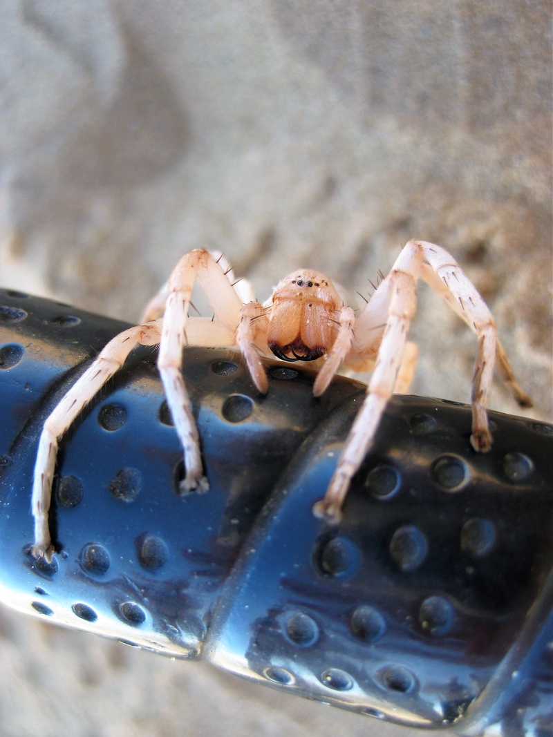 2K, invertebrate, seafood, selective focus, focus on foreground, outdoors, animal body part, day, crustacean, close up, animals in the wild, spider in the namib desert
