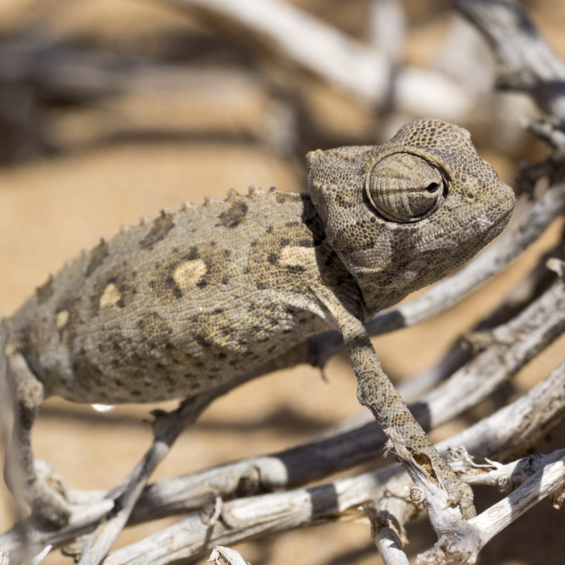 vertebrate, reptile, lizard, animal themes, chameleon, animals in the wild, animal body part, bearded dragon, namibia, side view, 1080P, animal scale