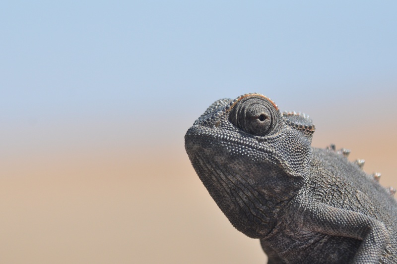 dry, heiss, iguana, close, 2K, animal wildlife, lizard, no people, animal head, nature, animals in the wild, wildlife, animal scale, side view, reptile