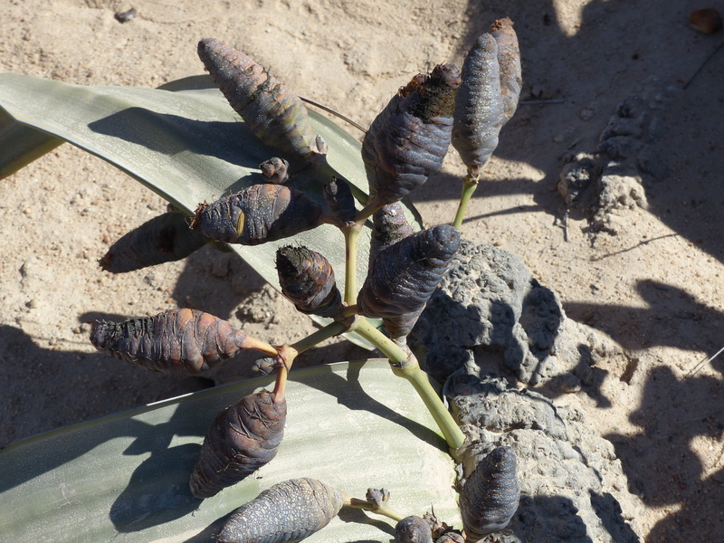 leaves, dry, beach, desert plant, animal themes, outdoors, plant part, group of animals, animal, sunlight, namib desert, leaf, day, nature, welwitischia mirabilis