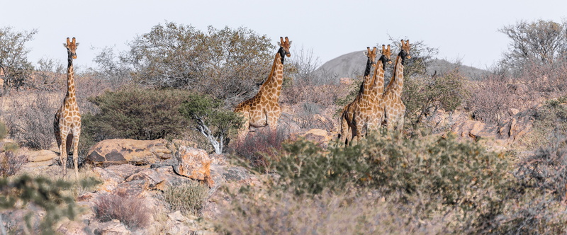 safari, beauty in nature, heiss, herbivores, animal, animal wildlife, wild animal, mammal, travel destinations, tree, desert, stains, sky, karg, africa