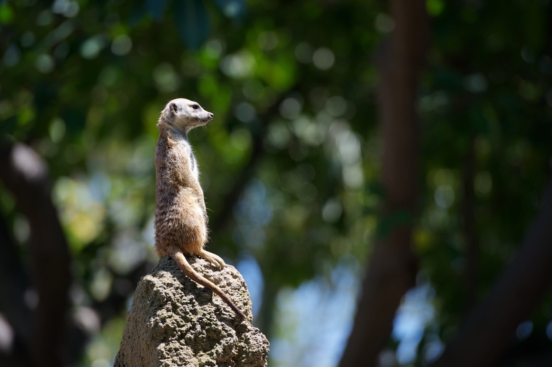 focus, looking away, standing, no people, fauna, rock - object, mongoose, animals in the wild, africa, photography, animal, animal themes, wait, outdoors