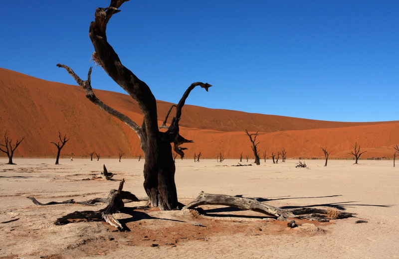 outdoors, hills, sand Dune, dunes, scenics, dry, 2K, tree trunk, arid Climate, scenics - nature, landscape, sossusvlei, plant, nature, day, environment