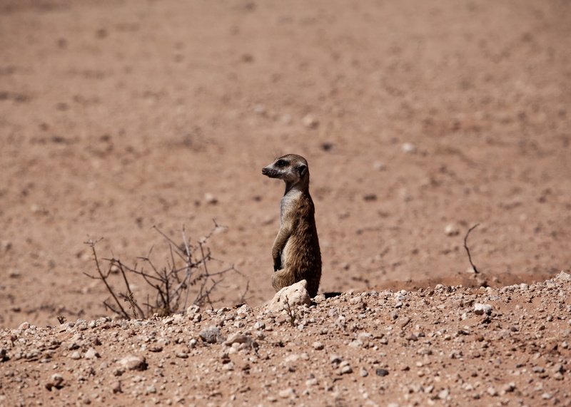 desert, bird, animal themes, no people, namibia, meerkat, namib, selective focus, soil, gravel, animals in the wild, field, full length, outdoors, mammal