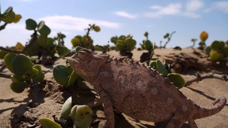plant part, sunlight, reptile, day, animal wildlife, 1080P, animal themes, tree, outdoors, focus on foreground, lizard, desert, chameleon, animals in the wild