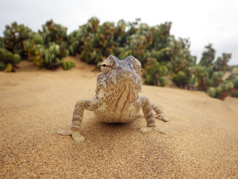 close-up, desert, tree, iguana, nature, 4K, land, selective focus, animal, vertebrate, namib desert, animal wildlife, one animal, namibia, day, animal themes