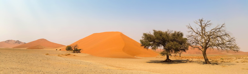arid climate, trees, environment, africa, national park, remote, panoramic, scenics - nature, landscape, sand dune, outdoors, namib desert, namibia, sandy