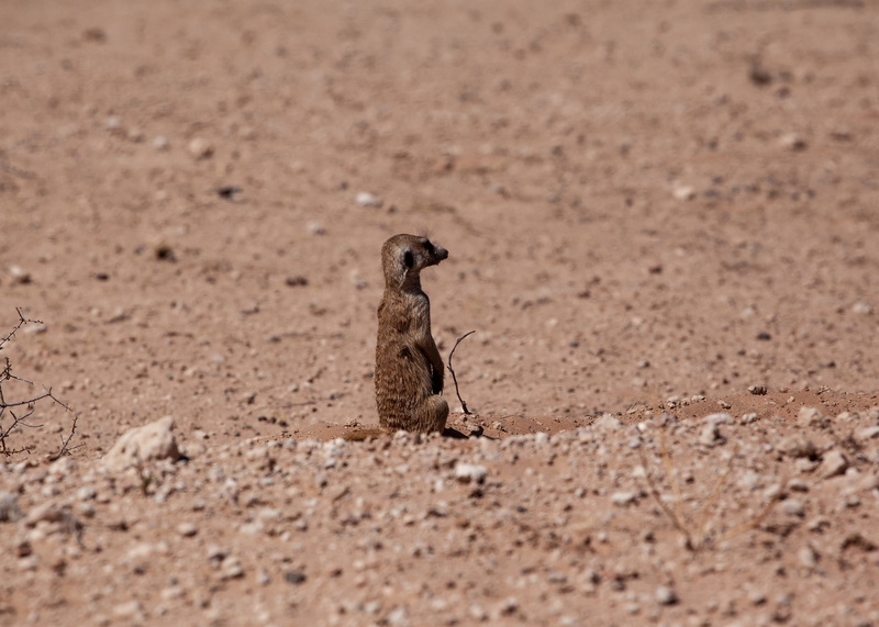 namibia, namib desert, bird, arid climate, nature, animals in the wild, field, penguin, 4K, desert, selective focus, grassland, one animal, animal themes