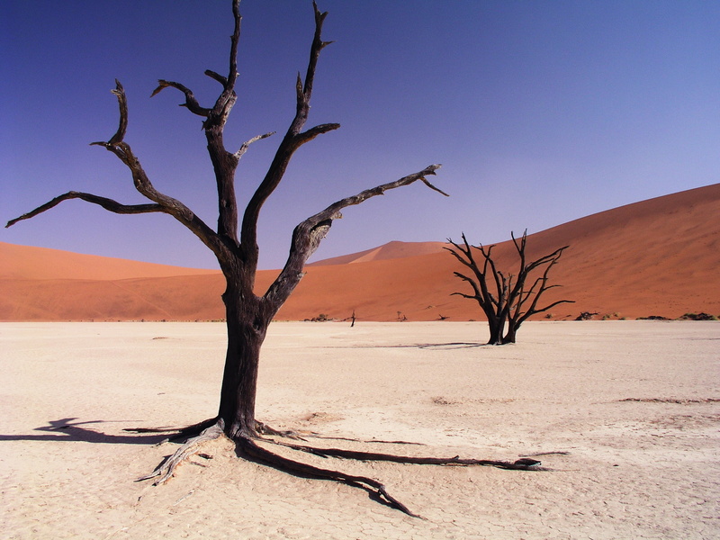 branch, daytime, black, arid climate, sand, scenics - nature, nature, bare, drought, blue, namibia, land, tree, namib, plant, bare tree, dead plant, sky