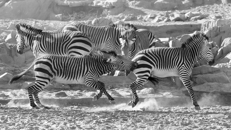 namib, day, animals in the wild, safari, desert, nature, land, herbivorous, domestic animals, africa, striped, animal, field, animal wildlife, 2K, outdoors