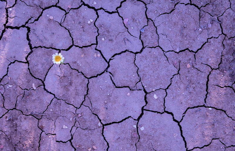 white flowers, environment, outdoors, land, nature, flowers, no people, field, dry, 2K, natural pattern, day, plants, full frame, colorful, textured, scenics - nature