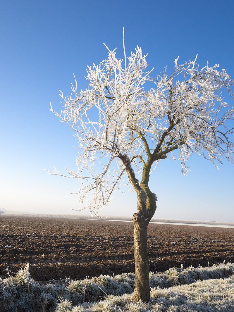 grass, daytime, brunch, bare, covered, landscape, nature, outdoors, 4K, cold, snowflakes, ice, frost, season, bare Tree, cold - Temperature, white, snow