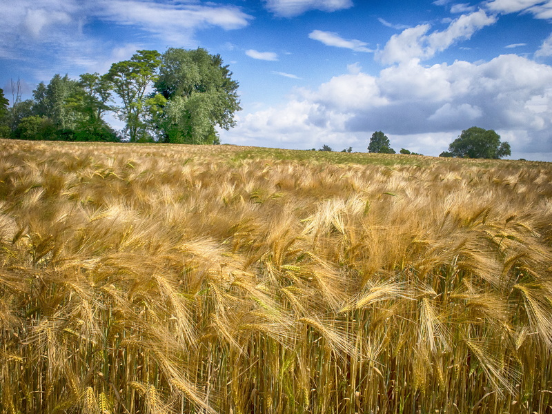 crop, yellow, 4K, clouds, seed, brown, cloudy, Ready, plant, blue sky, Olympus  om-d  e-m5, trees, ears, farm, sky, cereal Plant, harvest, harvesting