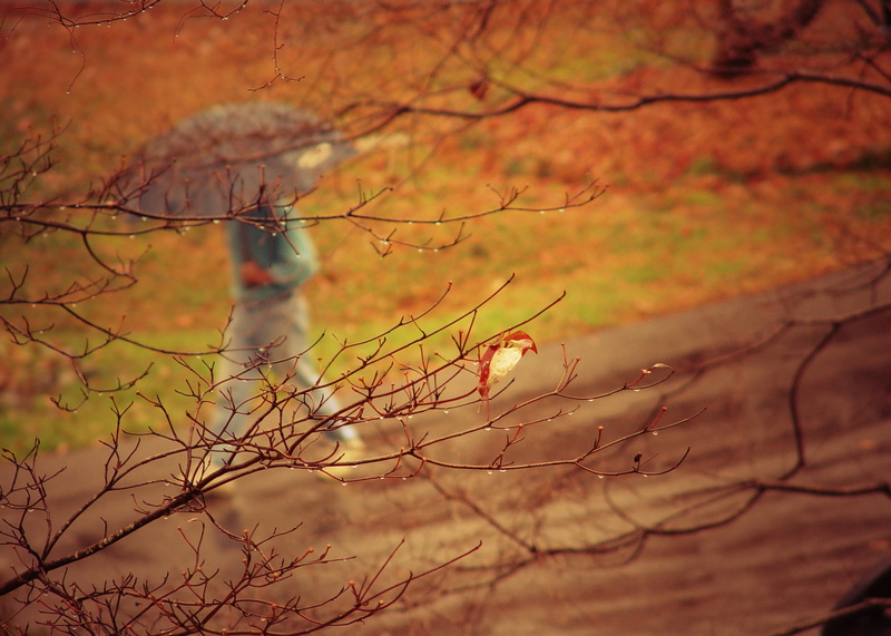 animal themes, animals in the wild, no people, trees, 1080P, season, landscape, park, growth, bird, tranquil Scene, umbrella, bareless, vertebrate, orange Color