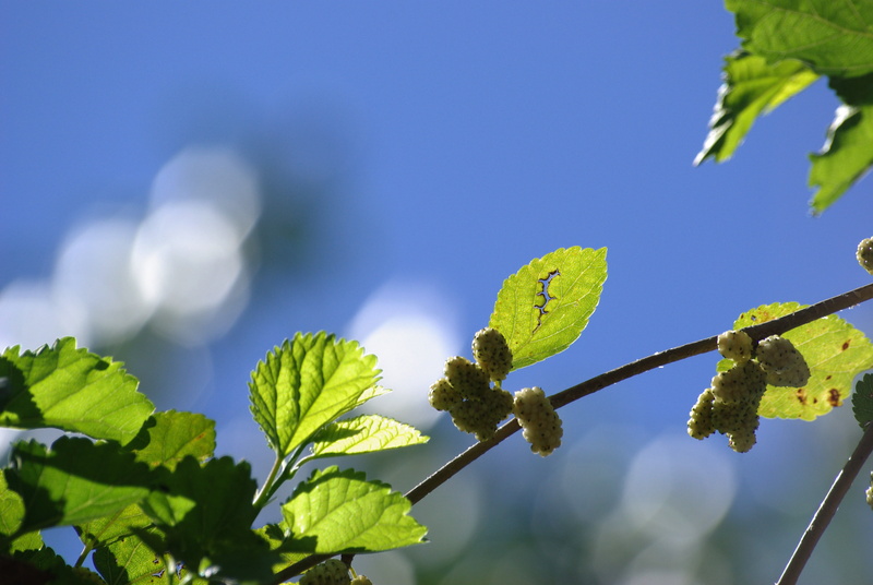 Catalunya, Navarcles, growth, fruit, plant, vida, photography, maximo park, black, bearing, green Color, sky, life, springtime, branch, tree, outdoors