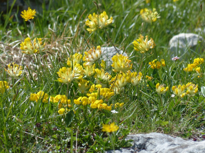 how, genuine turquoise, nora, legume, lathyrus pratensis, yellow clover, fir dress, anthyllis, flowerbed, 4K, Bloom, honey mesquite, flowering plant, day