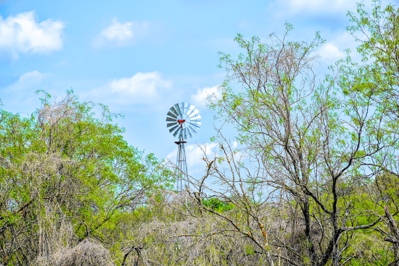 energy, day, mesquite tree, alternative, fuel and power generation, mill, nature, wind power, plant, wind turbine, texas, countryside, tree, picturesque