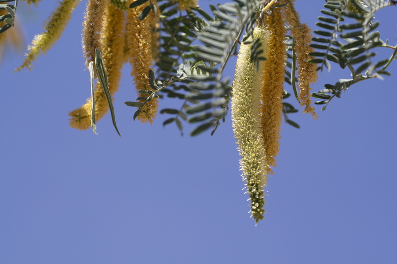 clear sky, summer, desert, mesquite, low angle view, tranquility, blue, nature, pussy willow, close-up, southwest, tree, beauty in nature, no people, sky