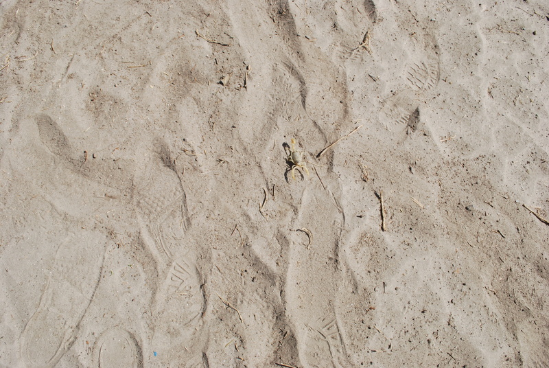 outdoors, desert, arid, shore, 4K, backgrounds, texture, animal, seashore, dunes, nature, background, animal themes, dry, day, pattern, land, island, animal track
