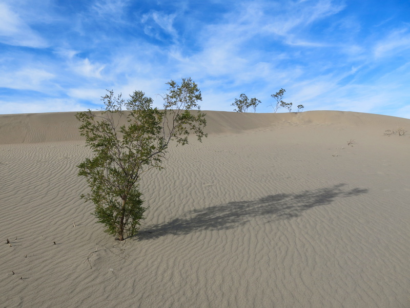 land, trees, california, day, united states, plant, tranquil scene, tree, scenics - nature, sky, sand, road trip, furnace creek, tranquility, dune, travel