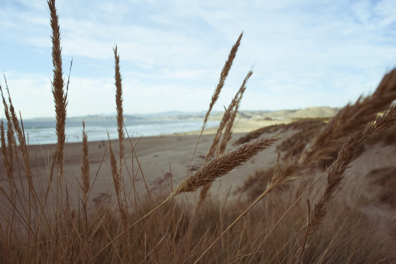 environment, Bay, tranquil scene, tranquility, growth, timothy grass, marram grass, Morro, 5K, non-urban scene, land, morro bay california, focus on foreground