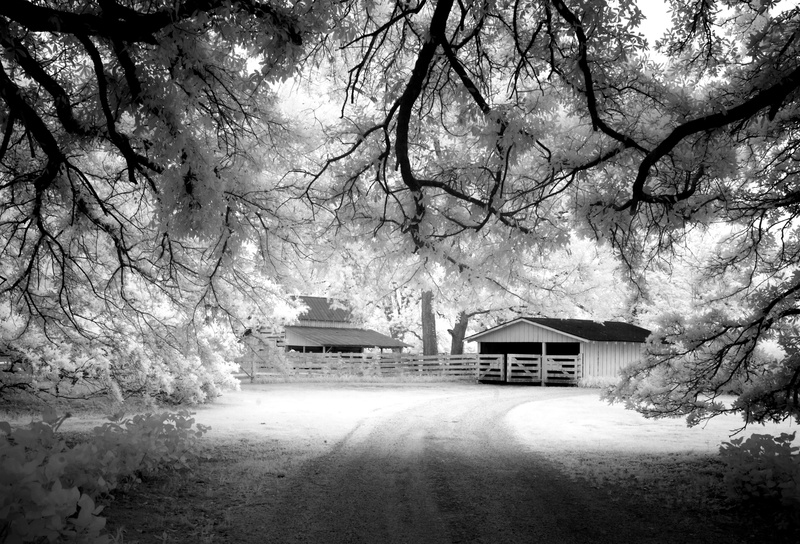 alabama, landscape, built structure, black And White, agriculture, infra red, meadow, livestock, the way forward, carol m highsmith, sw, architecture, meadowbank