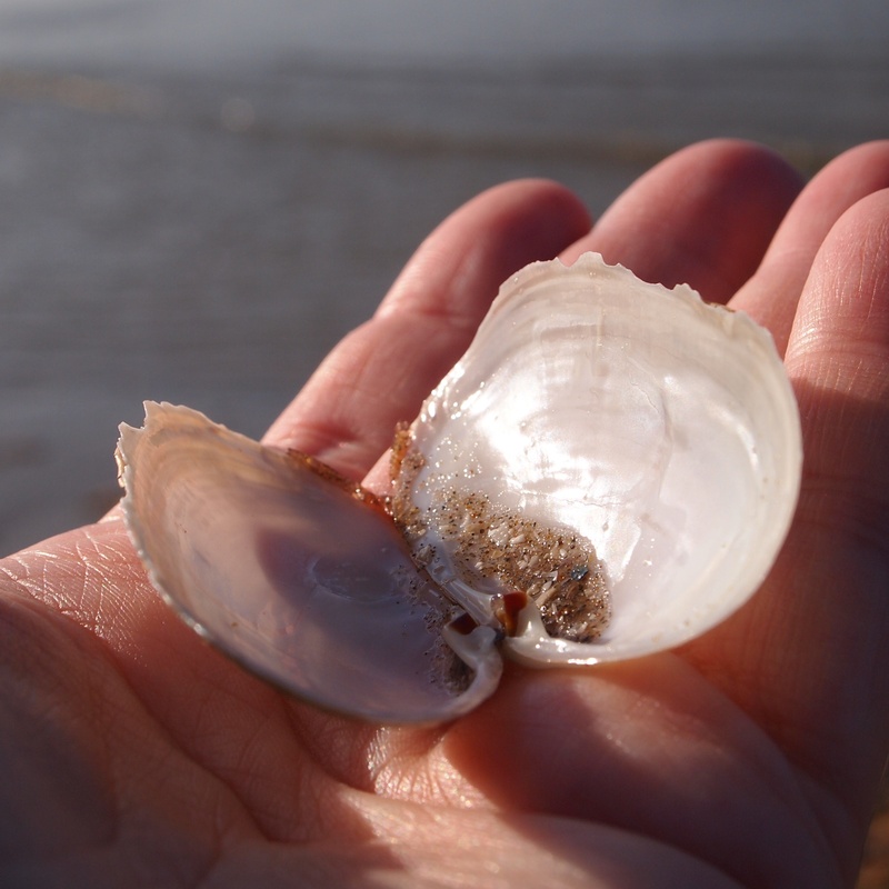 focus on foreground, human finger, holding, real people, fingers, inspiration, body part, one person, lifestyles, beach, shell, glimmen, soft, unrecognizable person